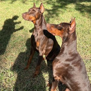 Meet your Posher, Janis